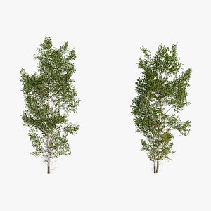 Aspen Animated Tree