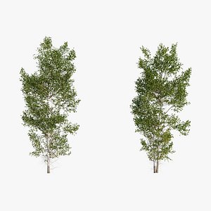 Aspen Animated Tree