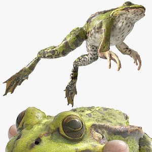 Spotted Croaking Frog Animated Rigged for Blender