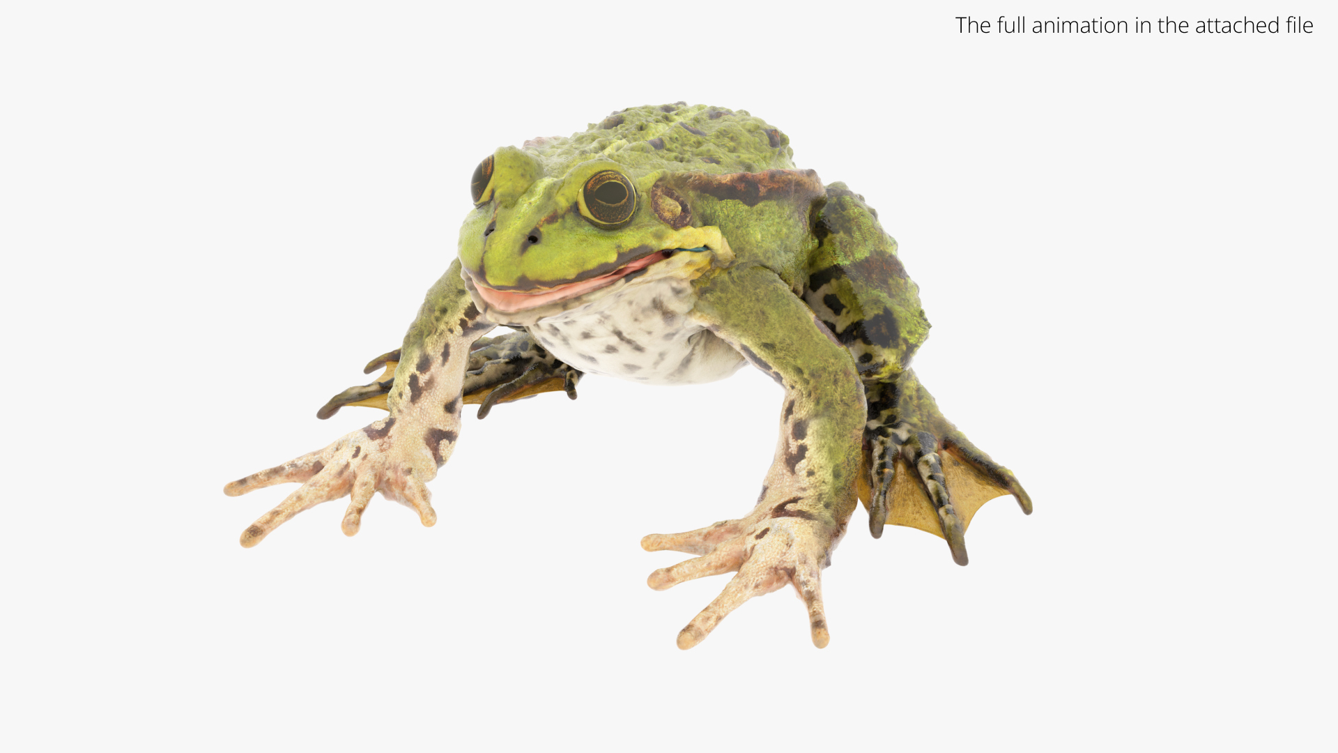 Spotted Croaking Frog Animated Rigged For Blender 3D - TurboSquid 2492498