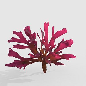 Seaweed V15