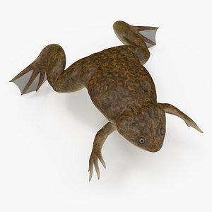 African Claw-toe Frog Rigged 3D model