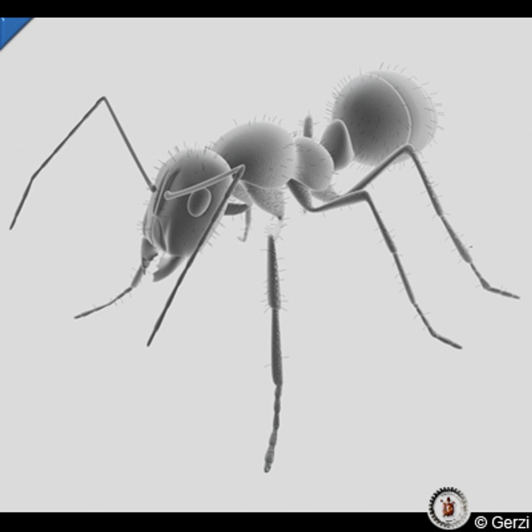 Ant Model - TurboSquid 240480