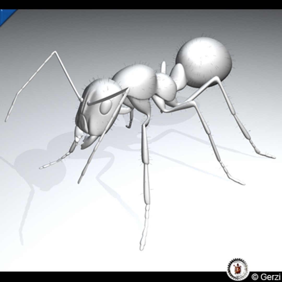 Ant Model - TurboSquid 240480