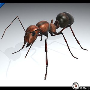 Ant
