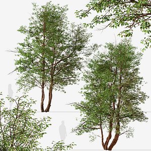 Set of Water Birch or Betula occidentalis Trees 3D