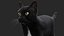 BLACK CAT RIG XGEN-CORE