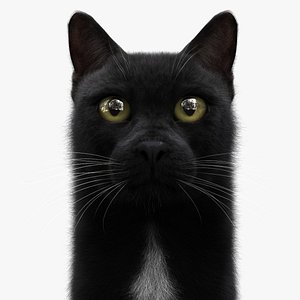 3D BLACK CAT RIG XGEN-CORE
