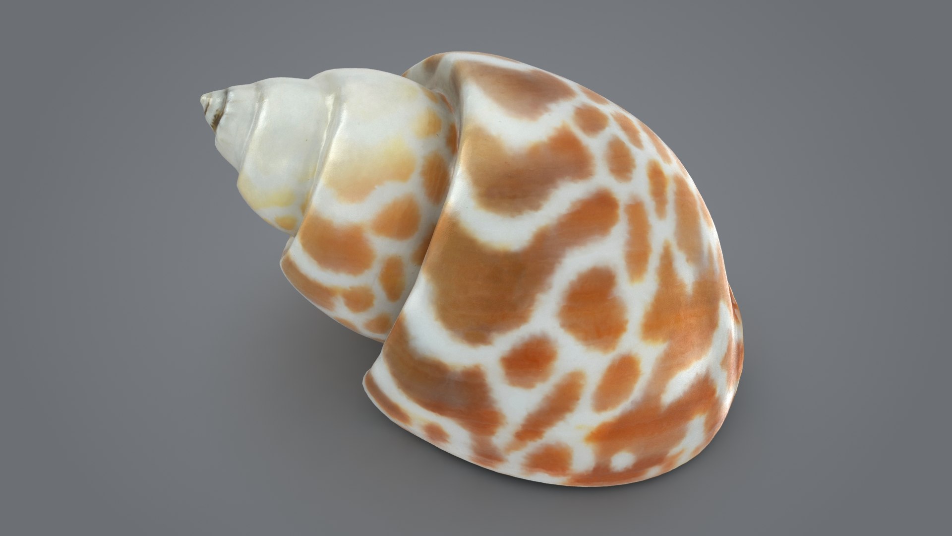 Sea shell seashell 3D model - TurboSquid 1698785