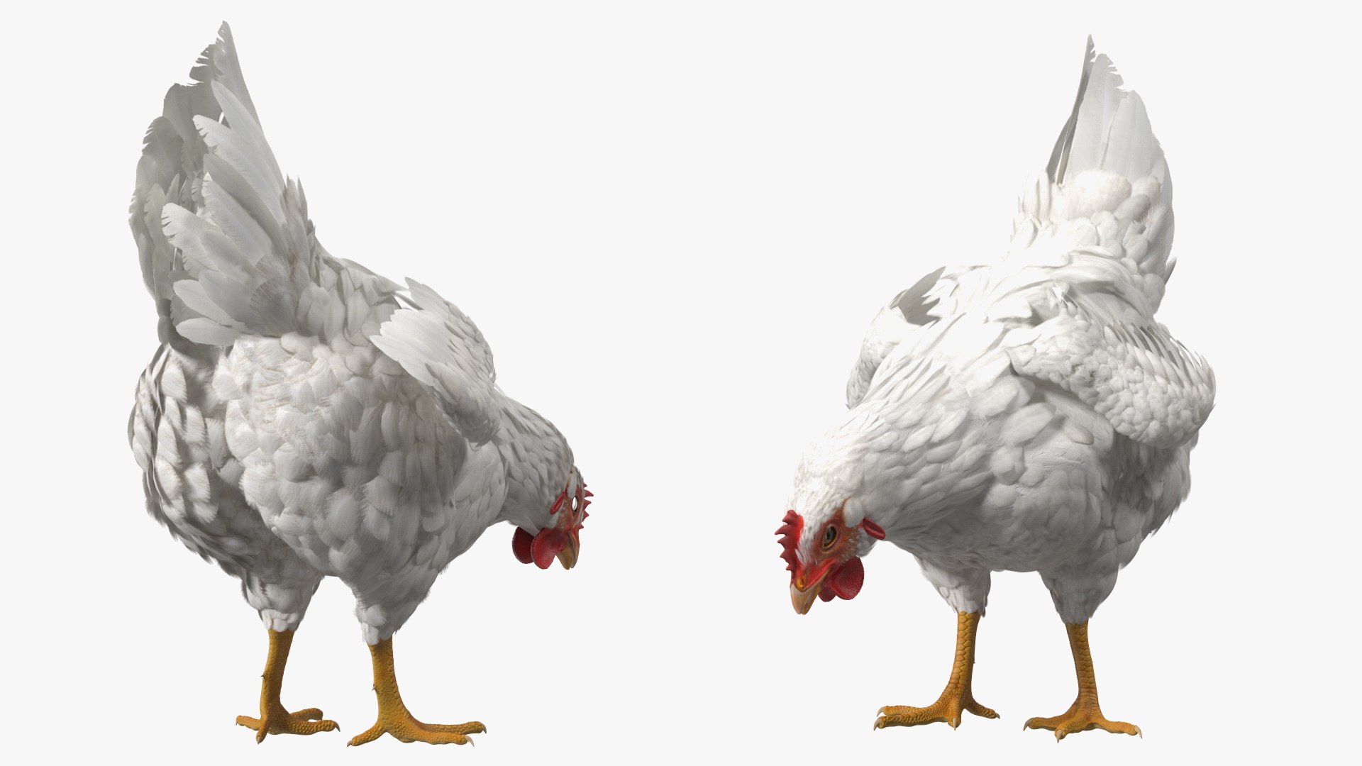 3D Chickens with Wheat Grain Collection https://p.turbosquid.com/ts-thumb/tR/x51Yqp/75/chickenswithwheatgraincollectionmb3dmodel035/jpg/1666249637/1920x1080/fit_q87/28a7a3804ca7e35080baa9a0c4d04876ece6a074/chickenswithwheatgraincollectionmb3dmodel035.jpg