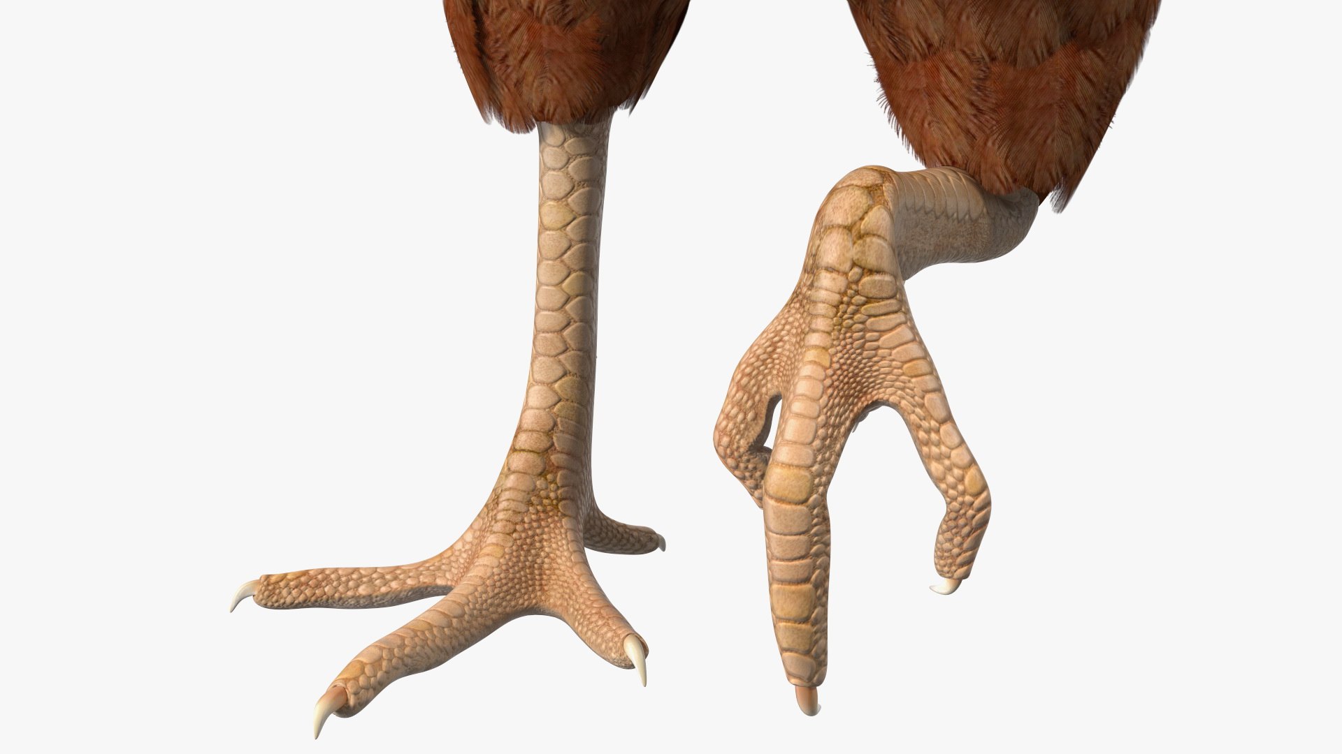 3D Chickens with Wheat Grain Collection https://p.turbosquid.com/ts-thumb/tR/x51Yqp/BA/chickenswithwheatgraincollectionmb3dmodel033/jpg/1666249631/1920x1080/fit_q87/95e12f74c5abb711c67e6c1cb5d86164b21a1e4e/chickenswithwheatgraincollectionmb3dmodel033.jpg