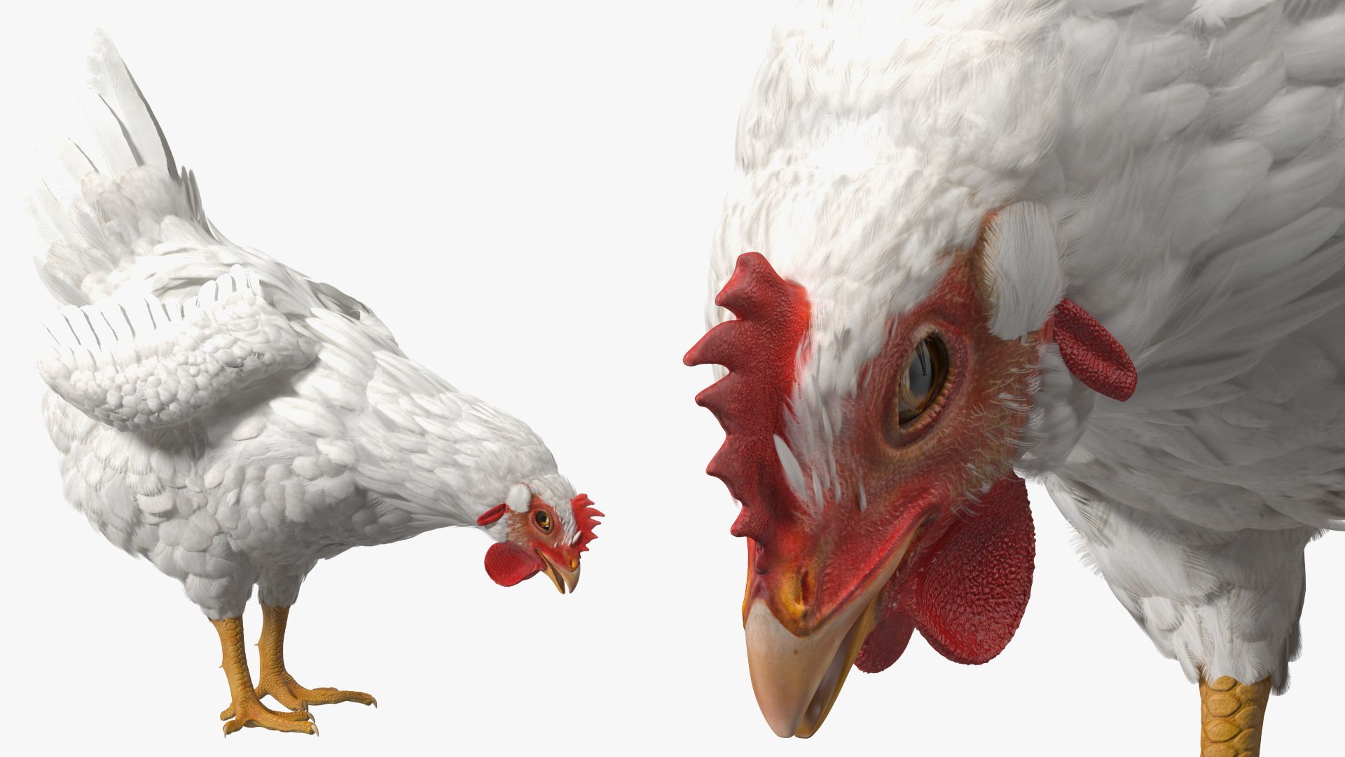 3D Chickens with Wheat Grain Collection https://p.turbosquid.com/ts-thumb/tR/x51Yqp/Vf/chickenswithwheatgraincollectionmb3dmodel036/jpg/1666249641/1920x1080/fit_q87/5071fa8e096257fd8f51ff79648beb3873c251de/chickenswithwheatgraincollectionmb3dmodel036.jpg
