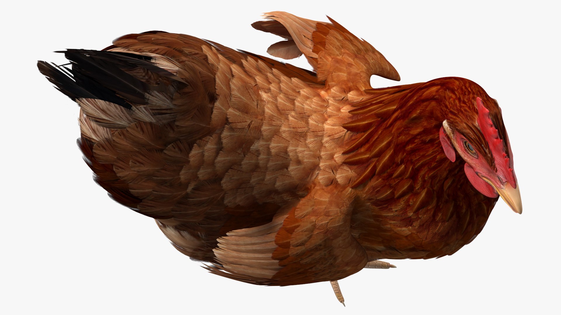 3D Chickens with Wheat Grain Collection https://p.turbosquid.com/ts-thumb/tR/x51Yqp/W9/chickenswithwheatgraincollectionmb3dmodel034/jpg/1666249634/1920x1080/fit_q87/7a58aa557fbbf67e57912b1ee874cac26455c315/chickenswithwheatgraincollectionmb3dmodel034.jpg