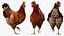 Chickens with Wheat Grain Collection