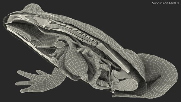 3D Frog Anatomy Right Side Colored - TurboSquid 1808366
