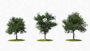 tree animation 3D
