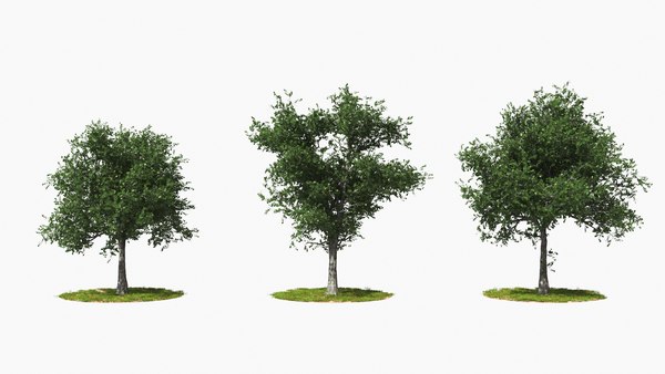 Tree animation 3D - TurboSquid 1481442