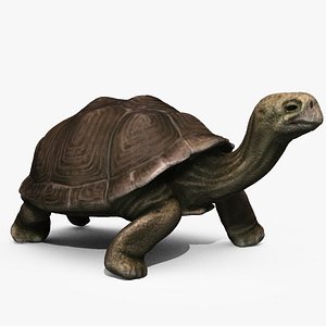 3d model galapagos tortoise