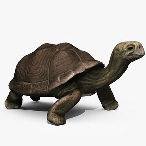 Galapagos Tortoise