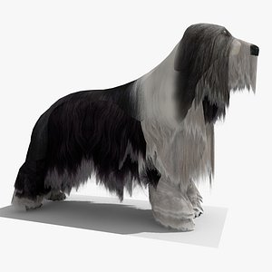 Bearded Collie Dog