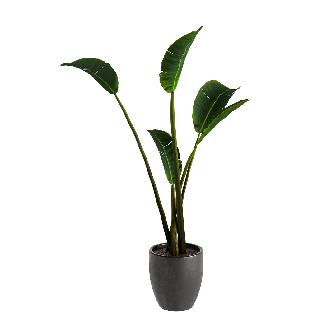 3D model Strelitzia Nicolai - Plant Decor https://p.turbosquid.com/ts-thumb/tS/c9HRNs/2w/view4/jpg/1686391064/1920x1080/fit_q87/e40164fbd9fa6d3375c49c37d95c974903833852/view4.jpg