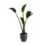 Strelitzia Nicolai - Plant Decor