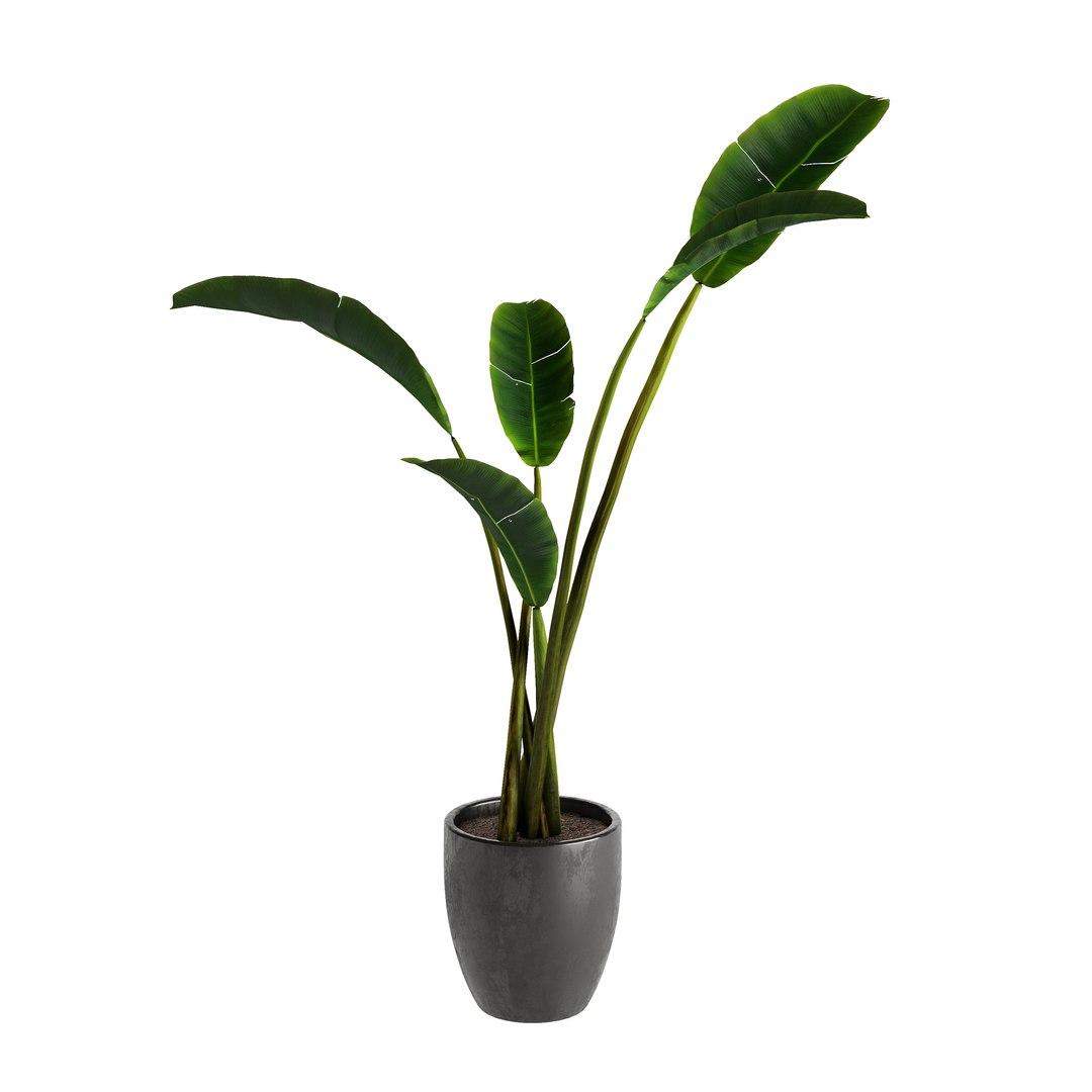 3D model Strelitzia Nicolai - Plant Decor https://p.turbosquid.com/ts-thumb/tS/c9HRNs/8w/view5/jpg/1686391065/1920x1080/fit_q87/f354133728d404e612699d5248d637891e958878/view5.jpg