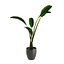 Strelitzia Nicolai - Plant Decor