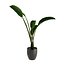 Strelitzia Nicolai - Plant Decor