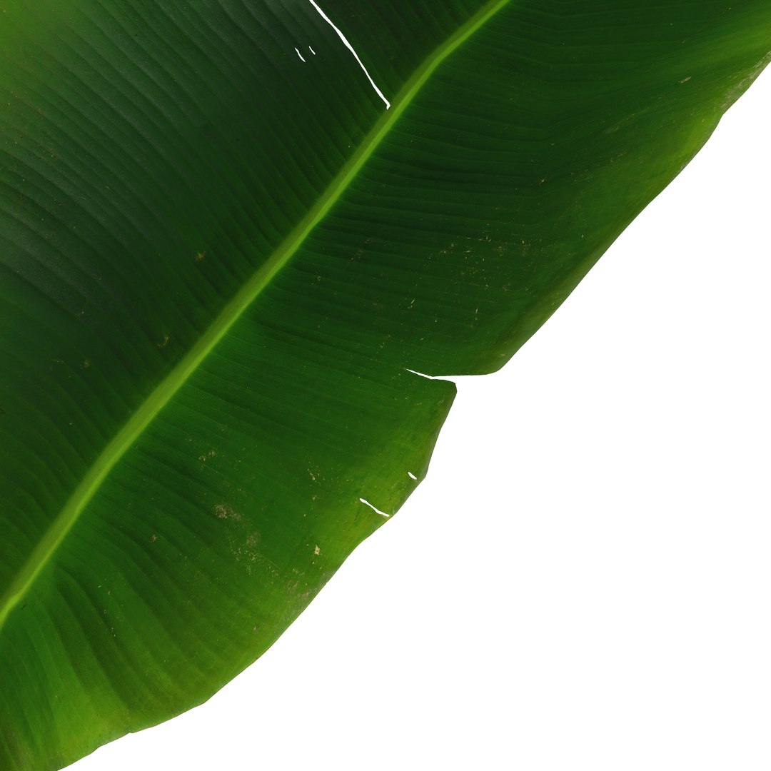3D model Strelitzia Nicolai - Plant Decor https://p.turbosquid.com/ts-thumb/tS/c9HRNs/Fc/view7/jpg/1686391067/1920x1080/fit_q87/f7b728477602aeb0a5c214e38057d5d279a0e638/view7.jpg