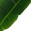 Strelitzia Nicolai - Plant Decor