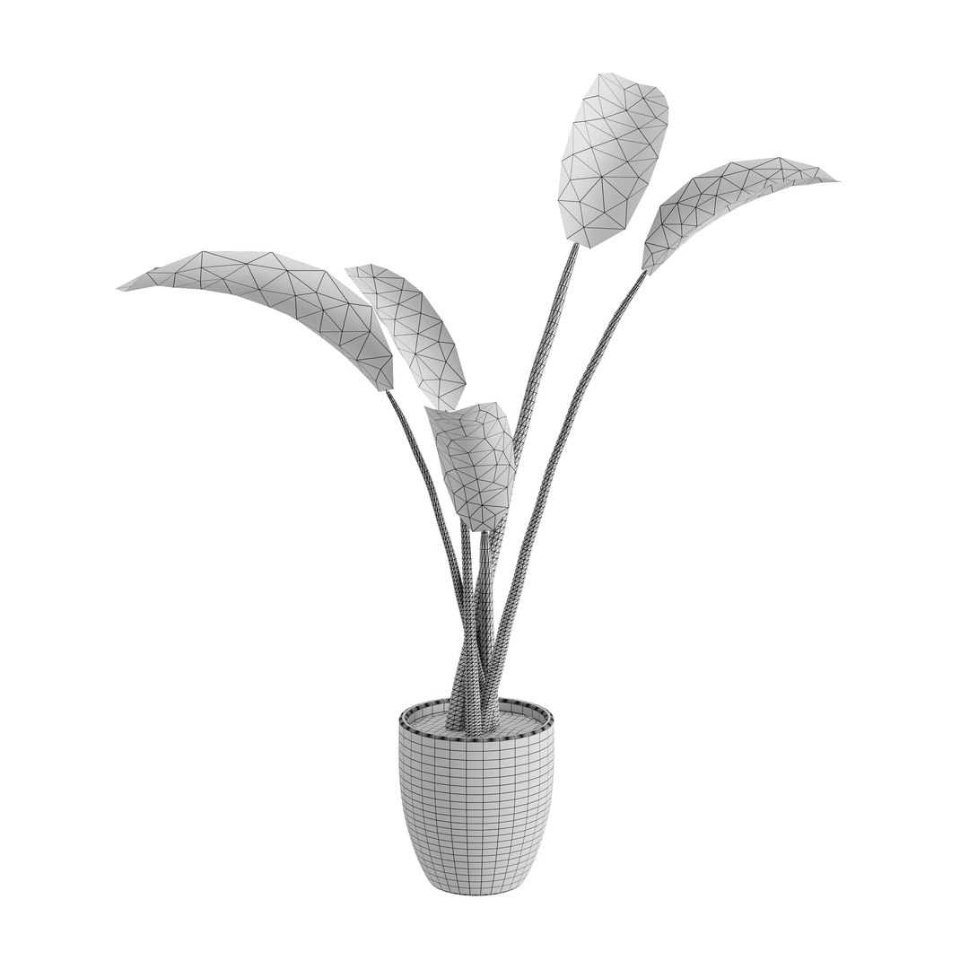3D model Strelitzia Nicolai - Plant Decor https://p.turbosquid.com/ts-thumb/tS/c9HRNs/PK/view8/jpg/1686391067/1920x1080/fit_q87/713e3366a1e0095e43f1d7ce735477223f0c6ae2/view8.jpg