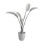 Strelitzia Nicolai - Plant Decor