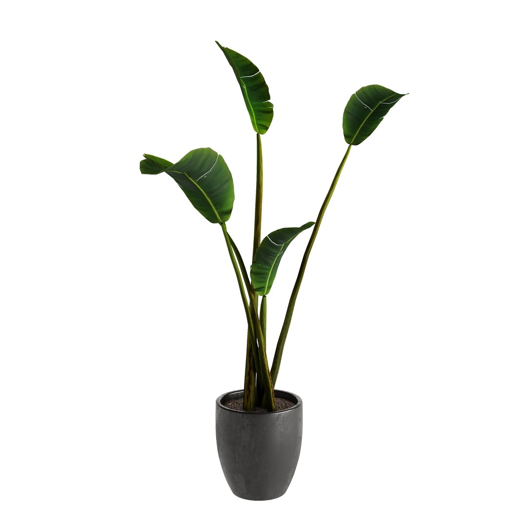 3D model Strelitzia Nicolai - Plant Decor https://p.turbosquid.com/ts-thumb/tS/c9HRNs/id/view2/jpg/1686391064/1920x1080/fit_q87/42c495c2f6810061f43ab262882acb4d20a704bd/view2.jpg