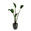 Strelitzia Nicolai - Plant Decor