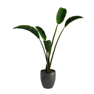 3D model Strelitzia Nicolai - Plant Decor