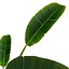 Strelitzia Nicolai - Plant Decor