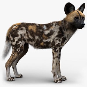 Wild Dog FUR