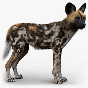 Wild Dog FUR