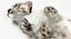 Snow Leopard Cub in Lying Playful Pose Fur for Maya