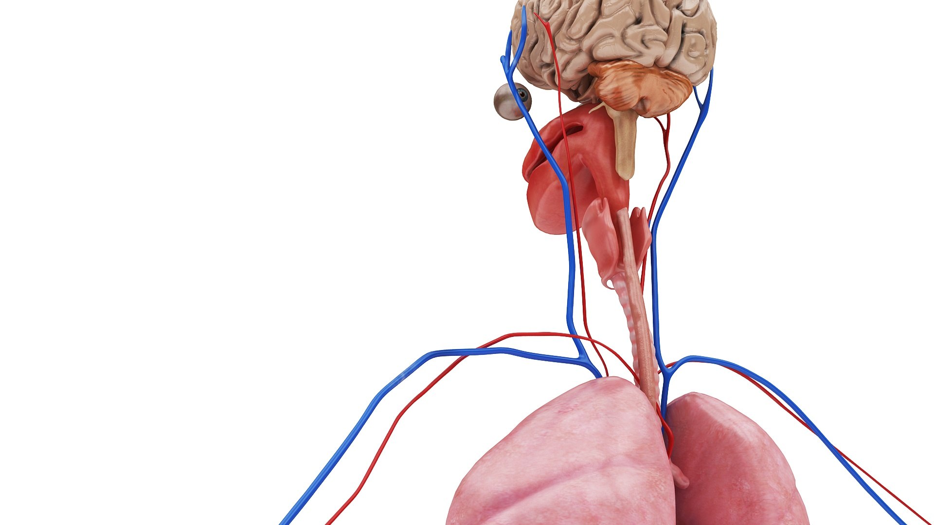 body anatomy 3D model https://p.turbosquid.com/ts-thumb/tS/kg4Skn/2DAAf1I2/images1_view03/jpg/1574298642/1920x1080/fit_q87/ebeabb27cf4af6d5c7f4288b1950307aa8e766d7/images1_view03.jpg