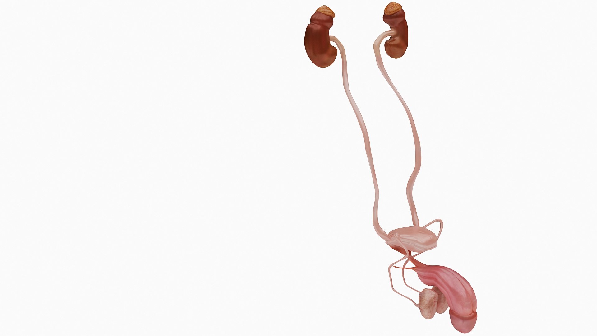 body anatomy 3D model https://p.turbosquid.com/ts-thumb/tS/kg4Skn/2MJT916G/01/jpg/1574298776/1920x1080/fit_q87/2818023388e66fc719a75d79795c40f2f8481799/01.jpg