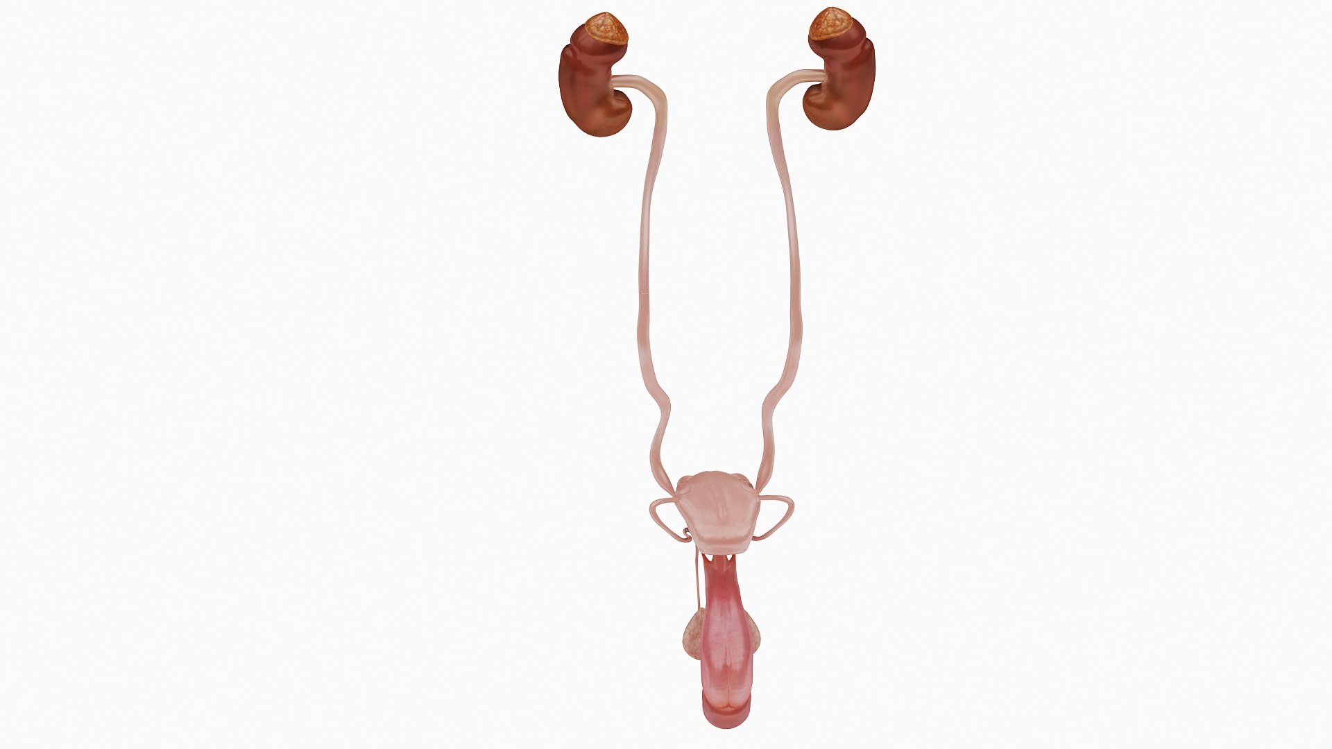 body anatomy 3D model https://p.turbosquid.com/ts-thumb/tS/kg4Skn/39uOJLnk/08/jpg/1574298776/1920x1080/fit_q87/6f5670bbaf9c700d53c1b2aa53dbc9d3fe5d5f93/08.jpg