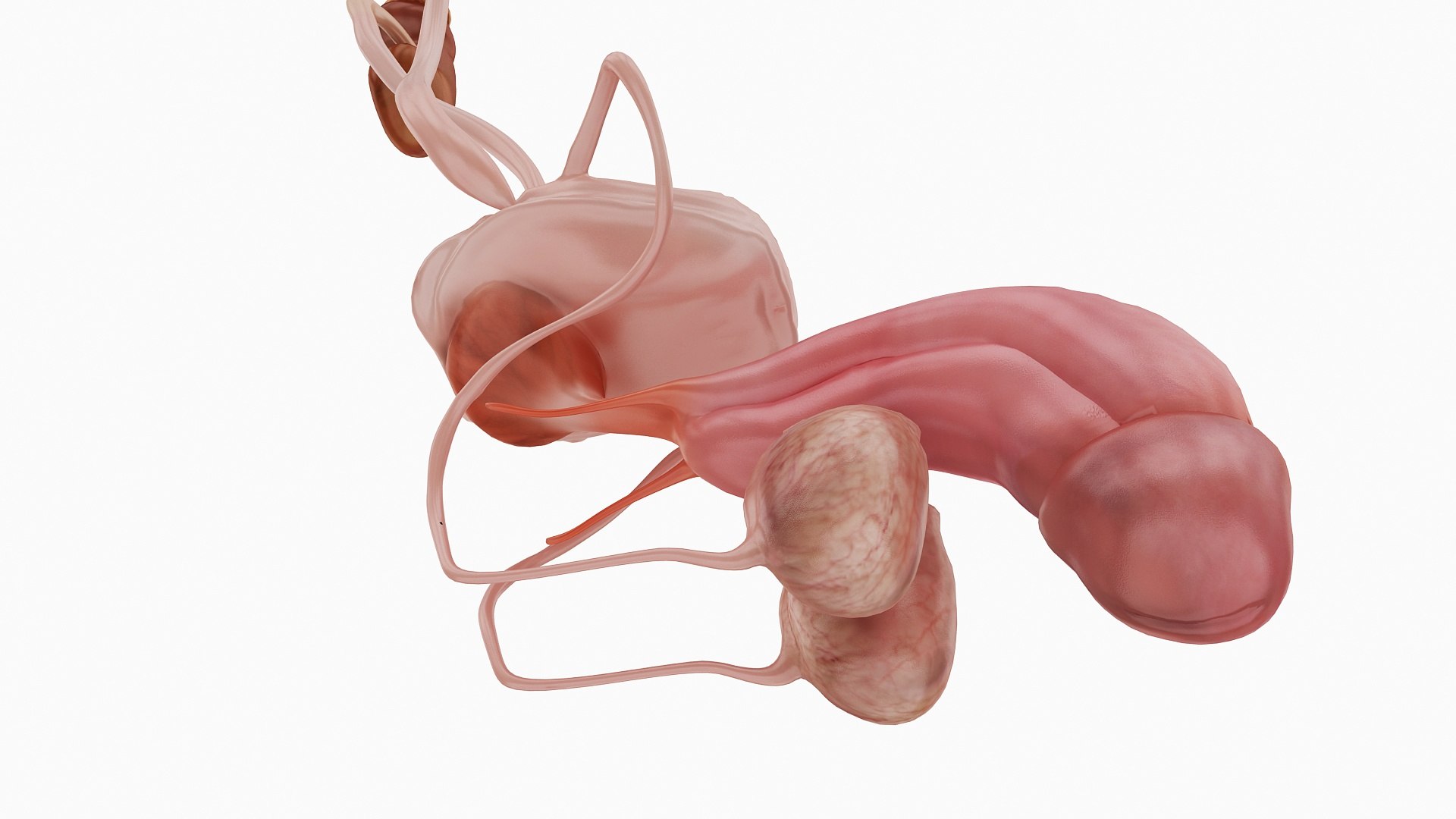 body anatomy 3D model https://p.turbosquid.com/ts-thumb/tS/kg4Skn/7Bu0GWTX/06/jpg/1574298776/1920x1080/fit_q87/fa68d4a5b22a89dcbe077b3027eae57a6d331b6a/06.jpg