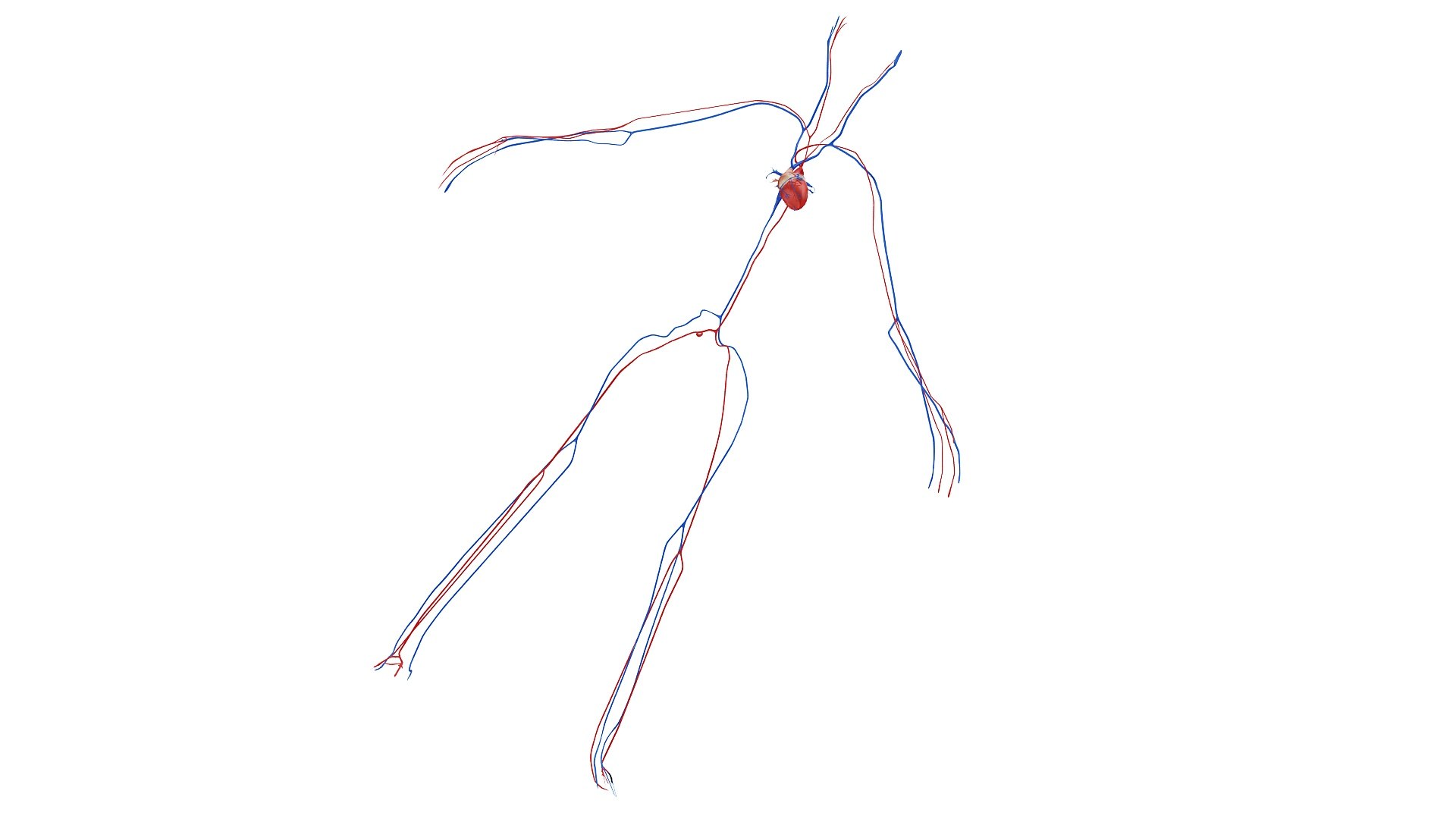 body anatomy 3D model https://p.turbosquid.com/ts-thumb/tS/kg4Skn/9sEBXvTg/images1_view15/jpg/1574298977/1920x1080/fit_q87/40cc2d22eb7638c1e6043e48efe95185e51df596/images1_view15.jpg