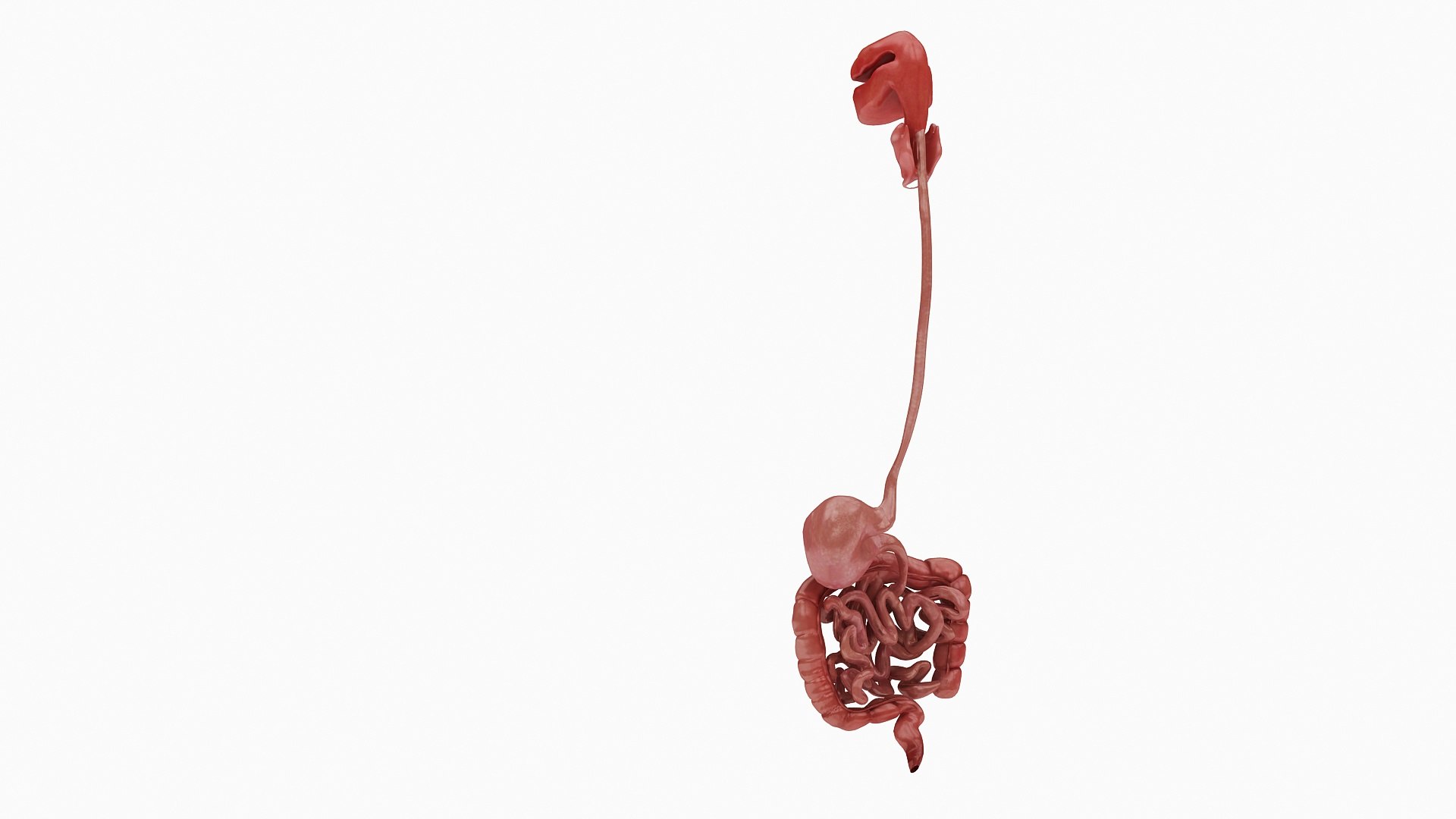 body anatomy 3D model https://p.turbosquid.com/ts-thumb/tS/kg4Skn/Ald90eP3/05/jpg/1574298804/1920x1080/fit_q87/3b1fba06eedaeacadb6ab7e2319fe55e9b665387/05.jpg