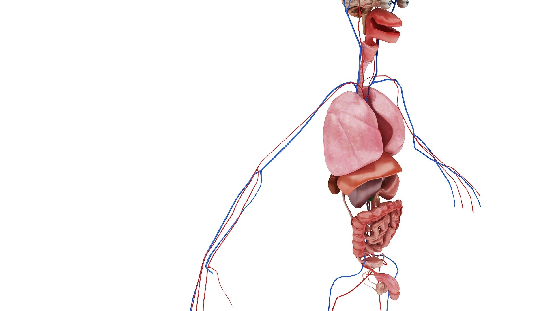 body anatomy 3D model https://p.turbosquid.com/ts-thumb/tS/kg4Skn/B5TJJxwM/images1_view08/jpg/1574298643/1920x1080/fit_q87/acc8f3b1c91c4adecd80acf2db2a7f4334e64b39/images1_view08.jpg
