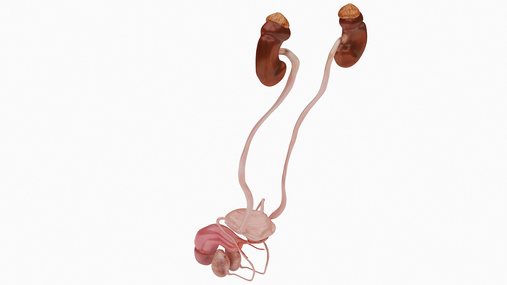body anatomy 3D model https://p.turbosquid.com/ts-thumb/tS/kg4Skn/Bokv8Fmb/07/jpg/1574298776/1920x1080/fit_q87/c1f9a772f25a37b97c34de7947a6612acf8268a8/07.jpg