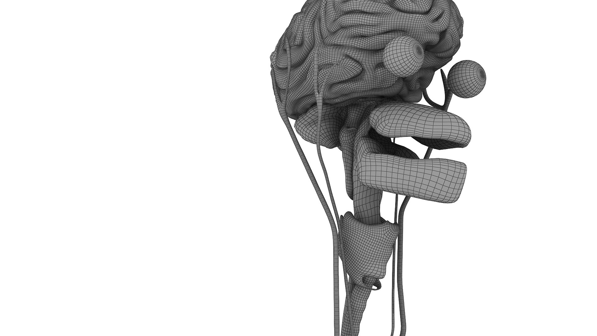 body anatomy 3D model https://p.turbosquid.com/ts-thumb/tS/kg4Skn/C0rrcN8j/w112/jpg/1574299512/1920x1080/fit_q87/f9aa69036bc91d731f28227873ac32fbbb8b6662/w112.jpg