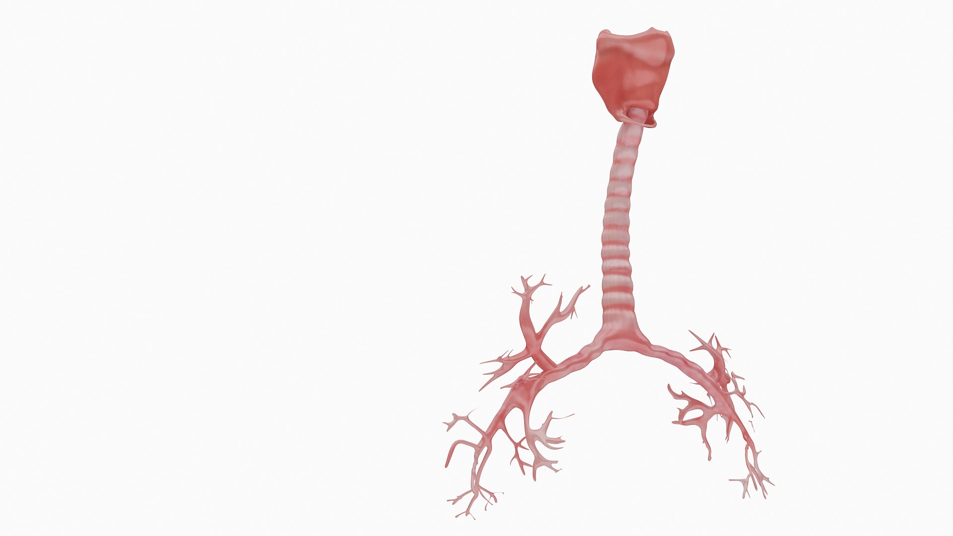 body anatomy 3D model https://p.turbosquid.com/ts-thumb/tS/kg4Skn/HRoAPB1q/07/jpg/1574298837/1920x1080/fit_q87/7681cc7972474a2828ba41a402735b61c3e0fc4b/07.jpg